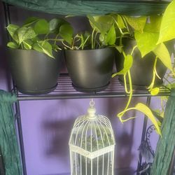 Plants $5-20