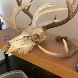 Skull An Antlers