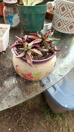 Potted Succulents 