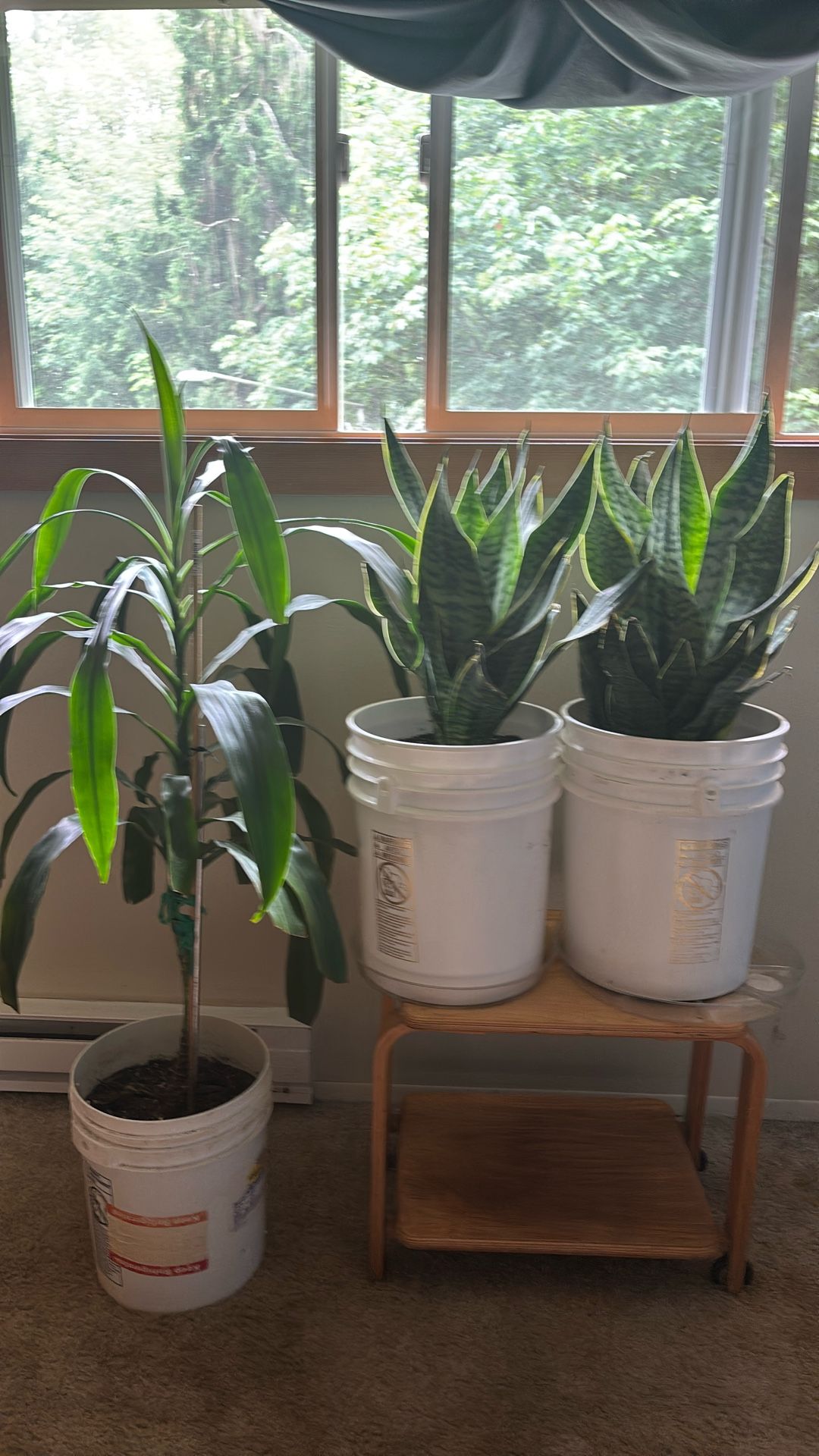 Indoor Plants