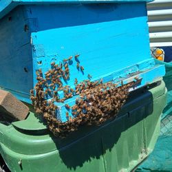 Bee Removal