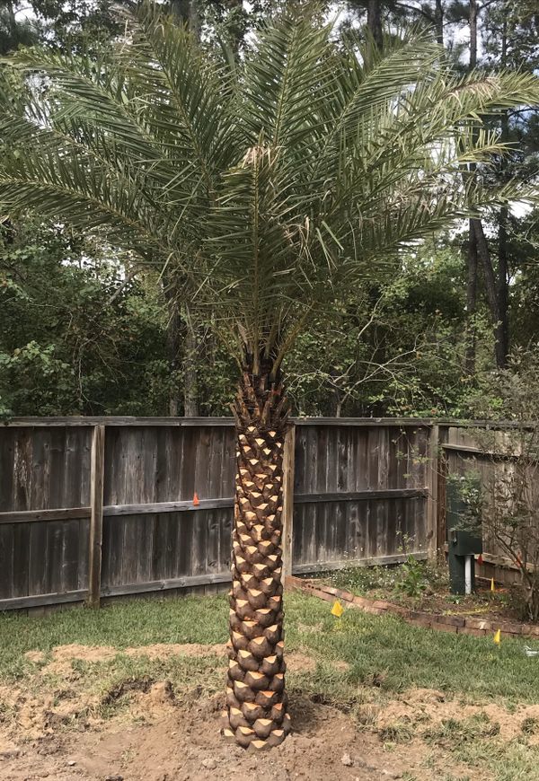 Palm trees - Best prices for Sale in League City, TX - OfferUp