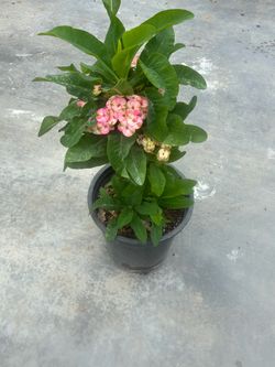 🌸 Planta Corona de  Cristo
