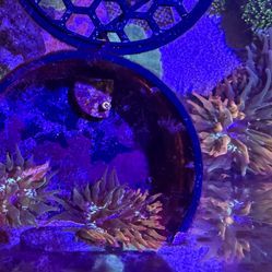 Nexus Joker Anemone Fake Coral Decoration
