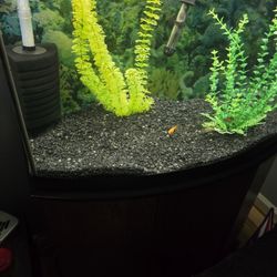 36 Gallon Bow Tank