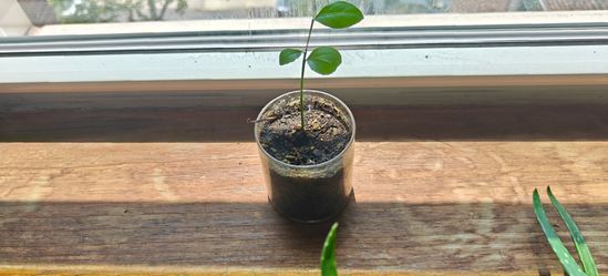 Lemon tree for sale