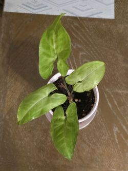 Syngonium