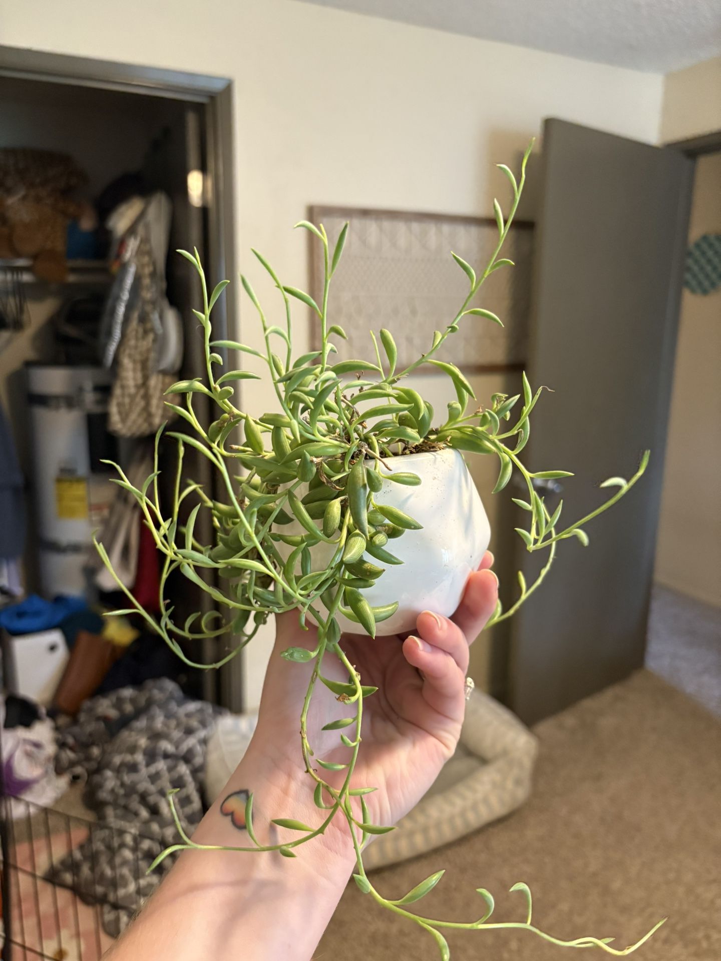 String Of Dolphins Plant