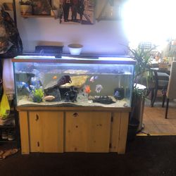Fish Tank 
