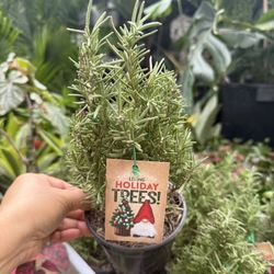 Plants (5”pot🌿Rosemary $3 each)