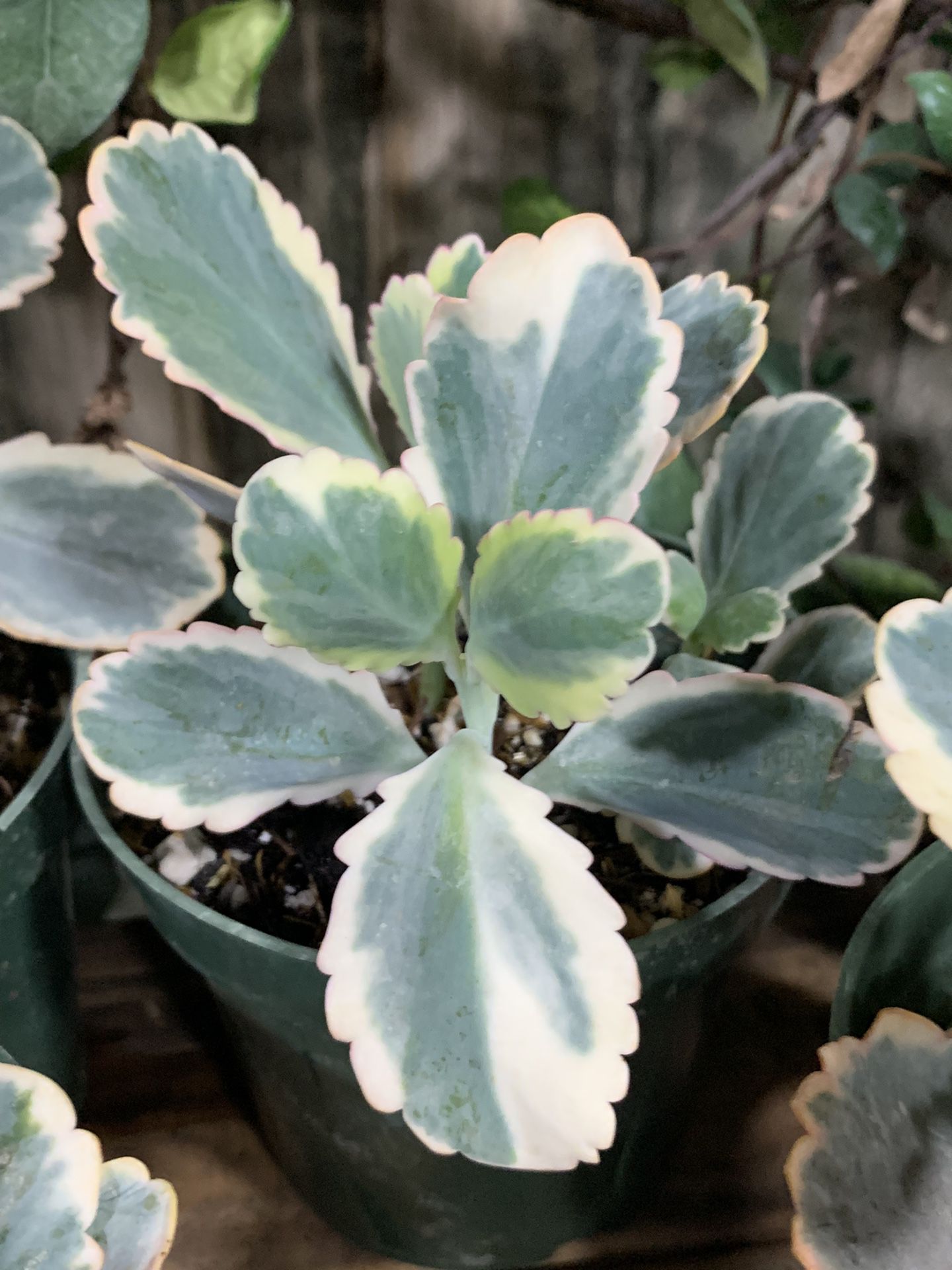 Kalanchoe Fedtschenkoekoi’ Varigata/Aurora Borealis, Variegated Lavender Scalops/crassulaceae/succulent Bloomer/Coral Pink Flowering Plant