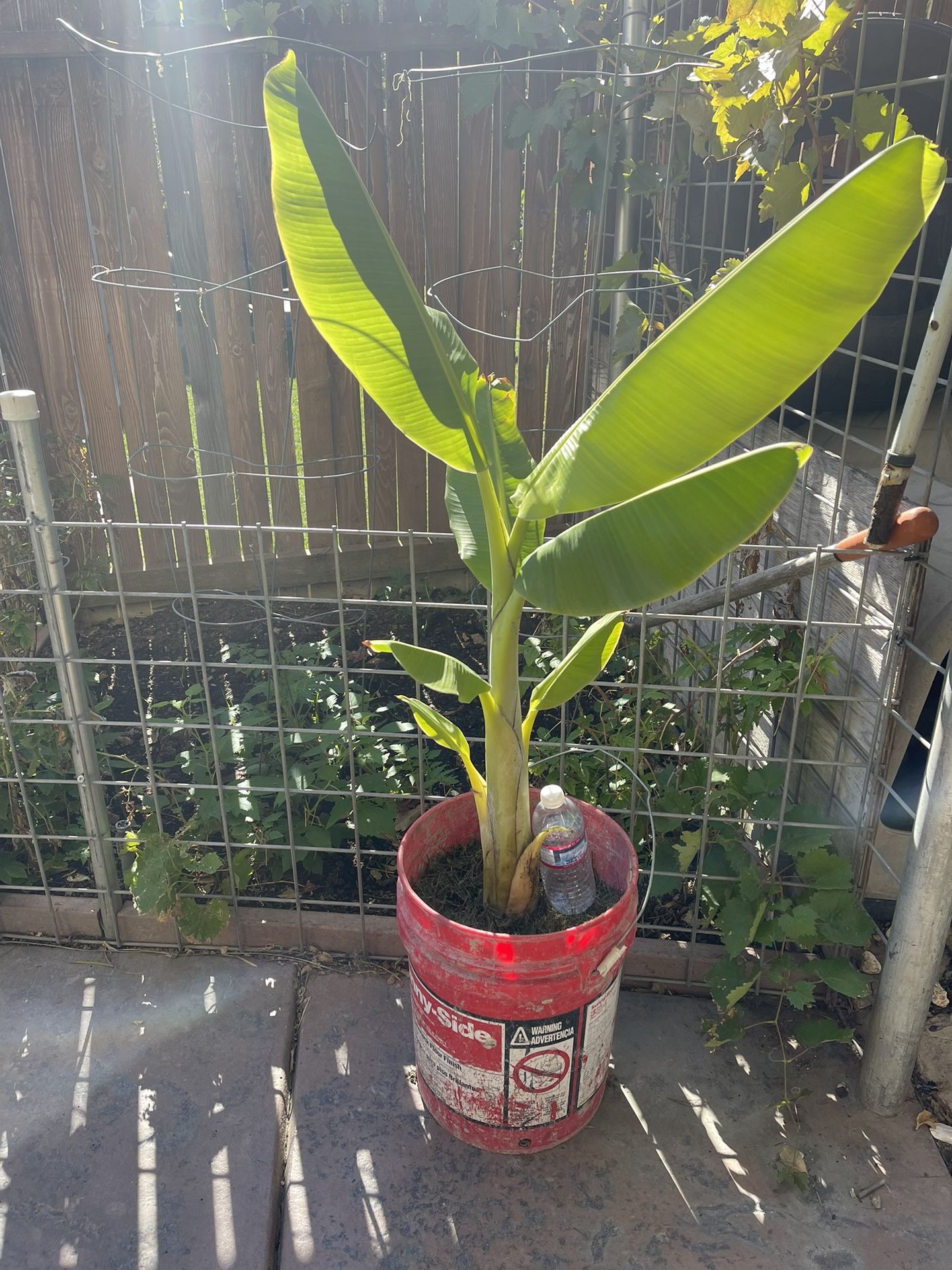 Small Banana Tree Plants