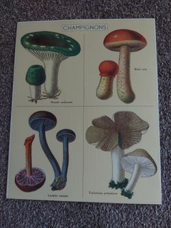 Mushroom art prints