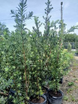 Podocarpus Hedges on sale now $19