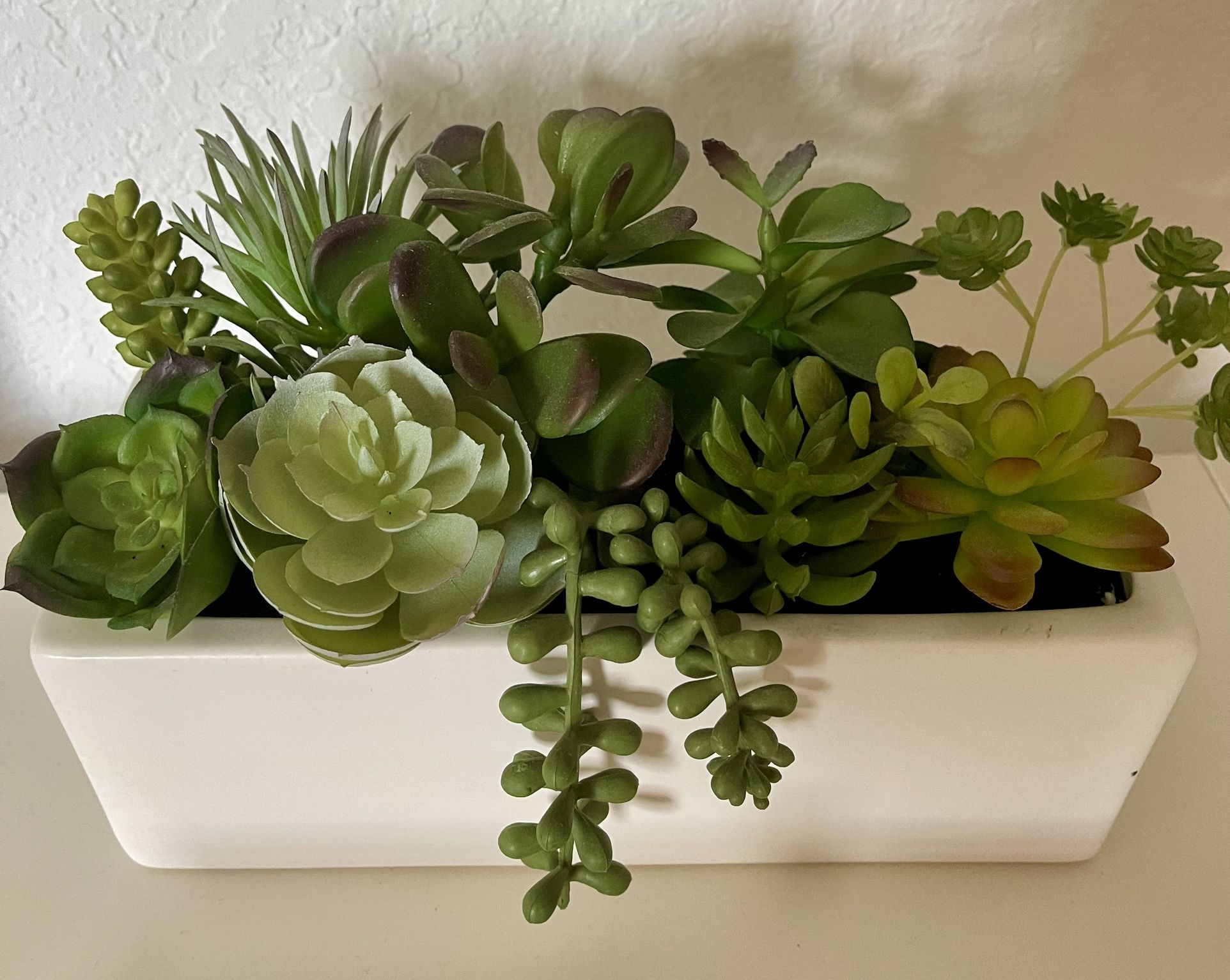POT WITH PLANTS - LIKE NEW - 9.5’’ x 3.5’’