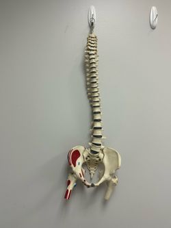 Life size anatomical spine/pelvis teaching model