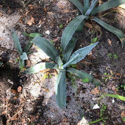 Blue agave