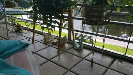 Ducks