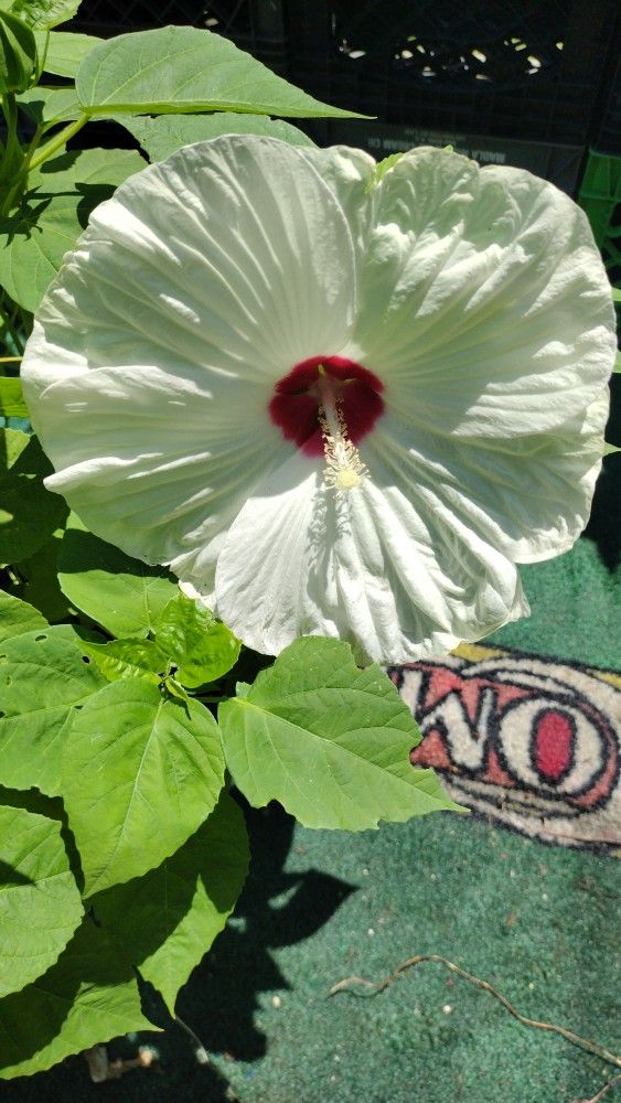 White With Red Center Hardy Habiscus