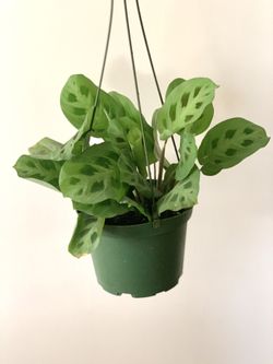 Maranta leuconeura, Prayer Plant, Tropical Houseplants, Rabbit’s Foot Plant