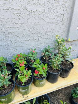 Corona de Cristo Planta Live Plant - (Phoenix) 10 each 