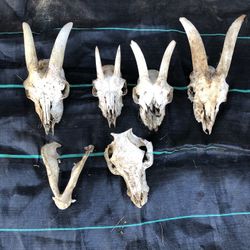 Goat skulls  - great condition 