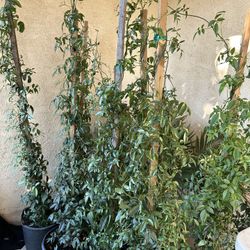 Ponderea Vines 20$ Each