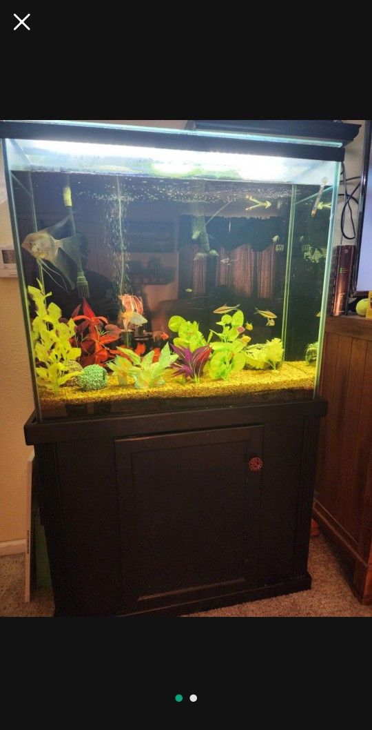 X-Mas Special!! 80 Gallon Fish Tank