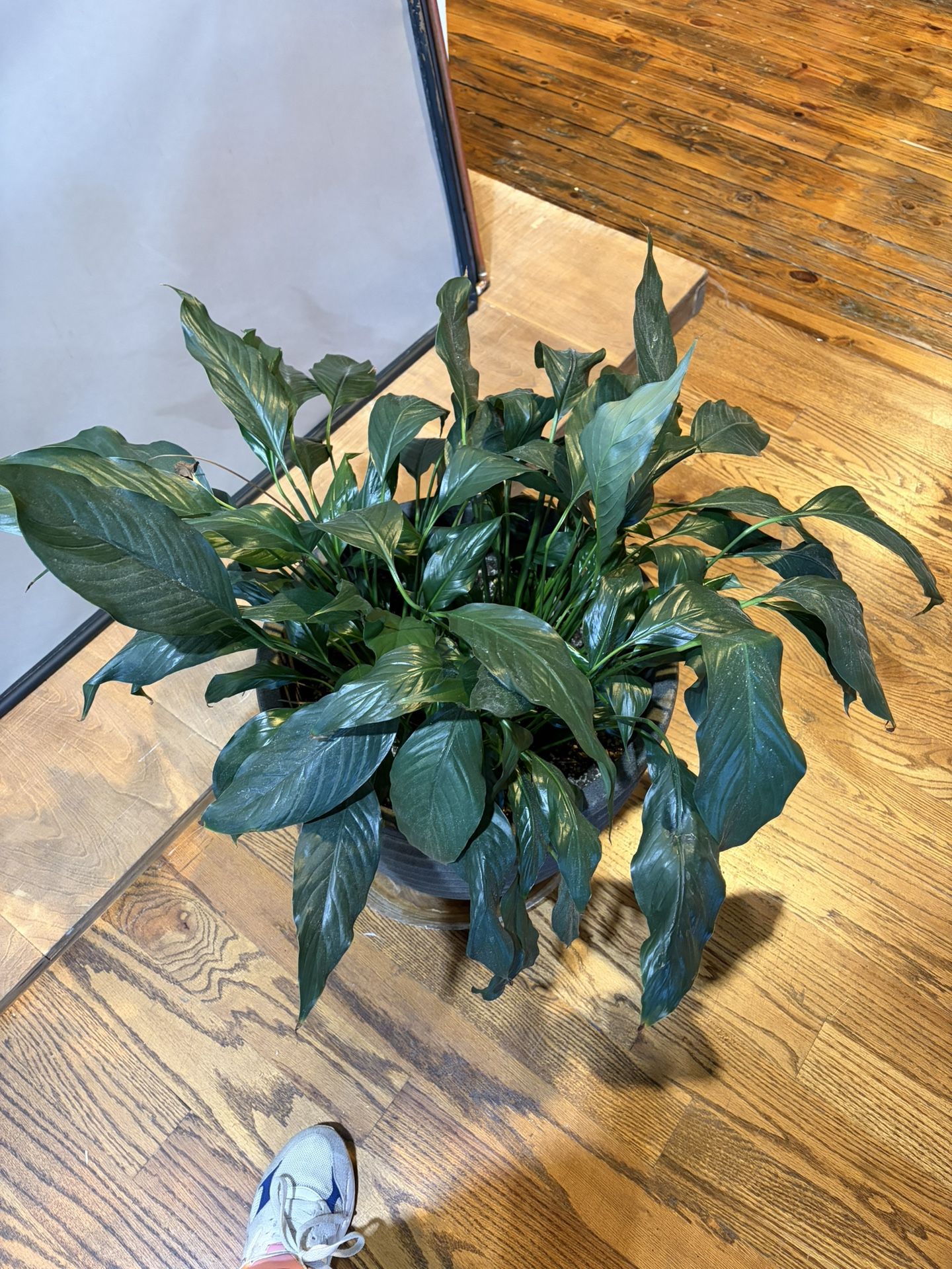 Plant 🌱 Big Peace Lily