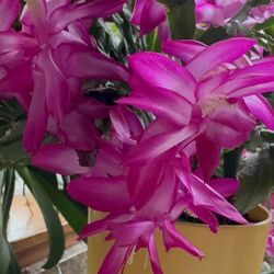 ✨ Thanksgiving Cactus – Hot Pink Full Blooms | 6-Year-Old ✨