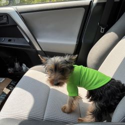Pet Shirts 