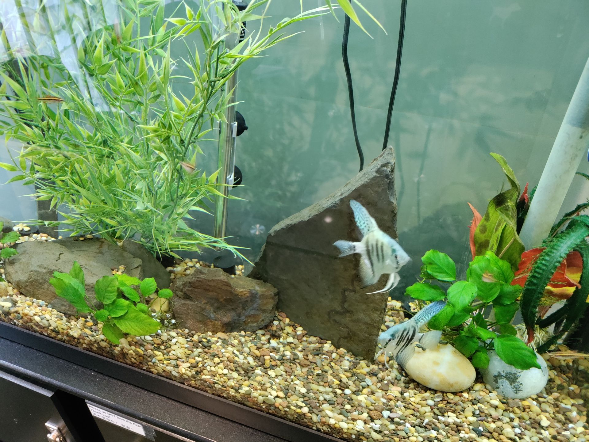 Fish Tank For Sale for Sale in Portland, OR OfferUp
