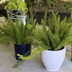 2 Luscious healthy Ferns 
