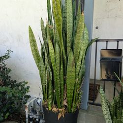 Plant Large Sanseveria