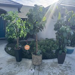 Indoor/outdoor Plants 