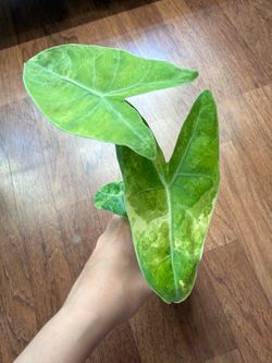 Pups from this pink dragon aurea alocasia