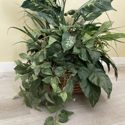 Beatiful Faux Monstera In Great Condition 27 Inches Tall X 24 Inches Wide