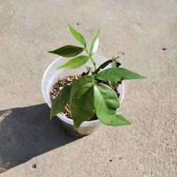 Ice Cream Bean Plant