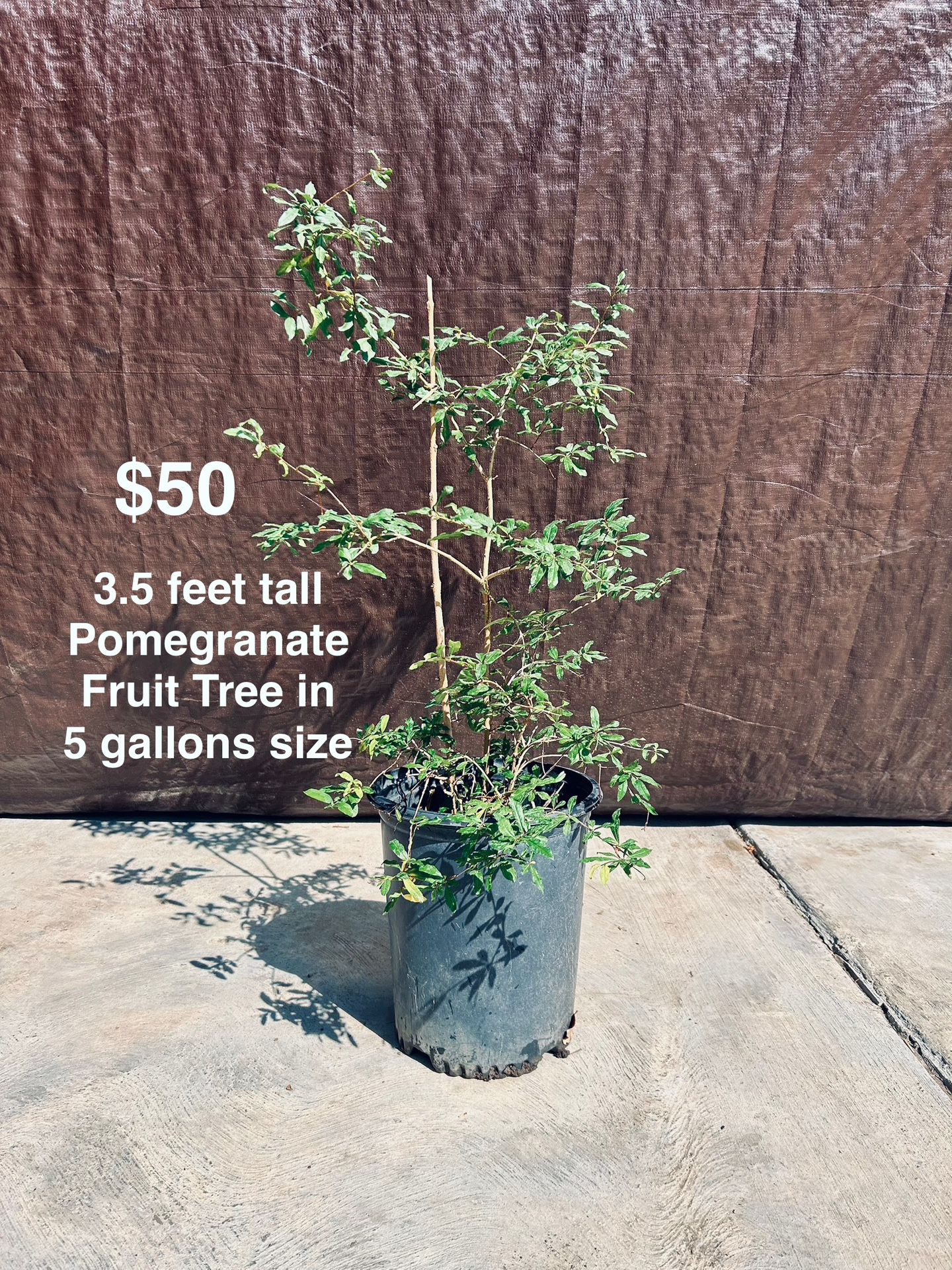 Lots Of Healthy Pomegranate Bearing Fruit Trees In different Size, See Esch Price Marked In Photo