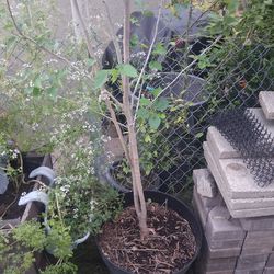 Fruitless mulberry