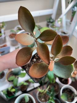 Kalanchoe Copper Spoon ( Money tree💰 🌴)