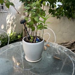 Ceramic Pot With Plant 