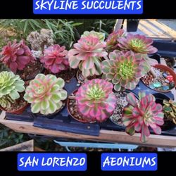 SUCCULENT AND PLANT SALE SUNDAY. SAN LORENZO