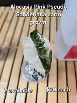 Alocasia Pink Pseudo Sanderiana