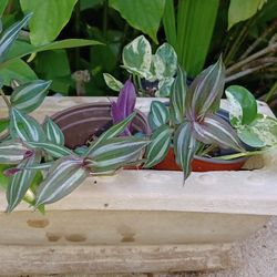 Old World Ceramic Houeplant Box Planter