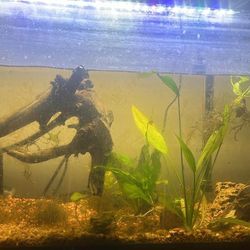 fish tank