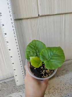 Ficus Umbellata Plant