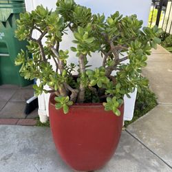 Beautiful Jade Plant In Large Vertical Red Pot