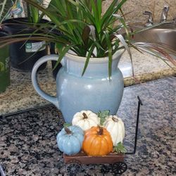 House Plants