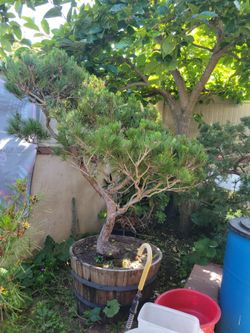 Black pine, Red pine Bonsai
